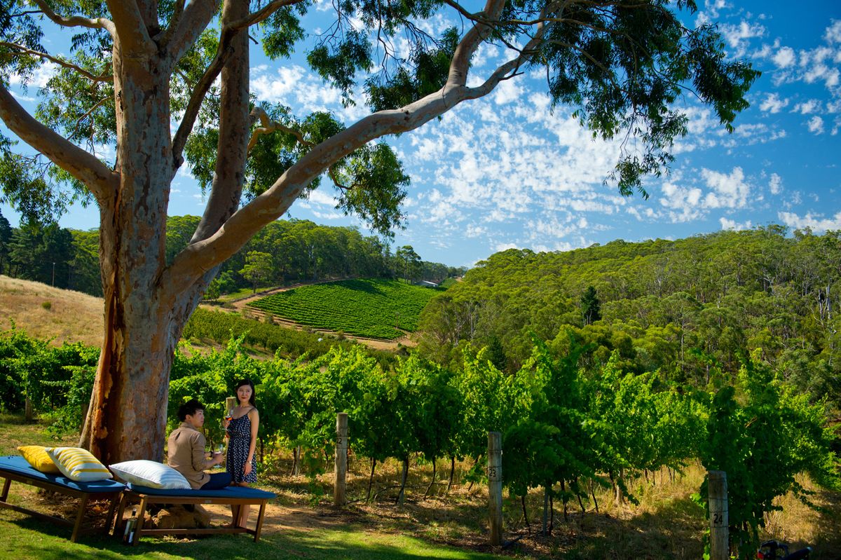 image of a winery in Adelaide Hills