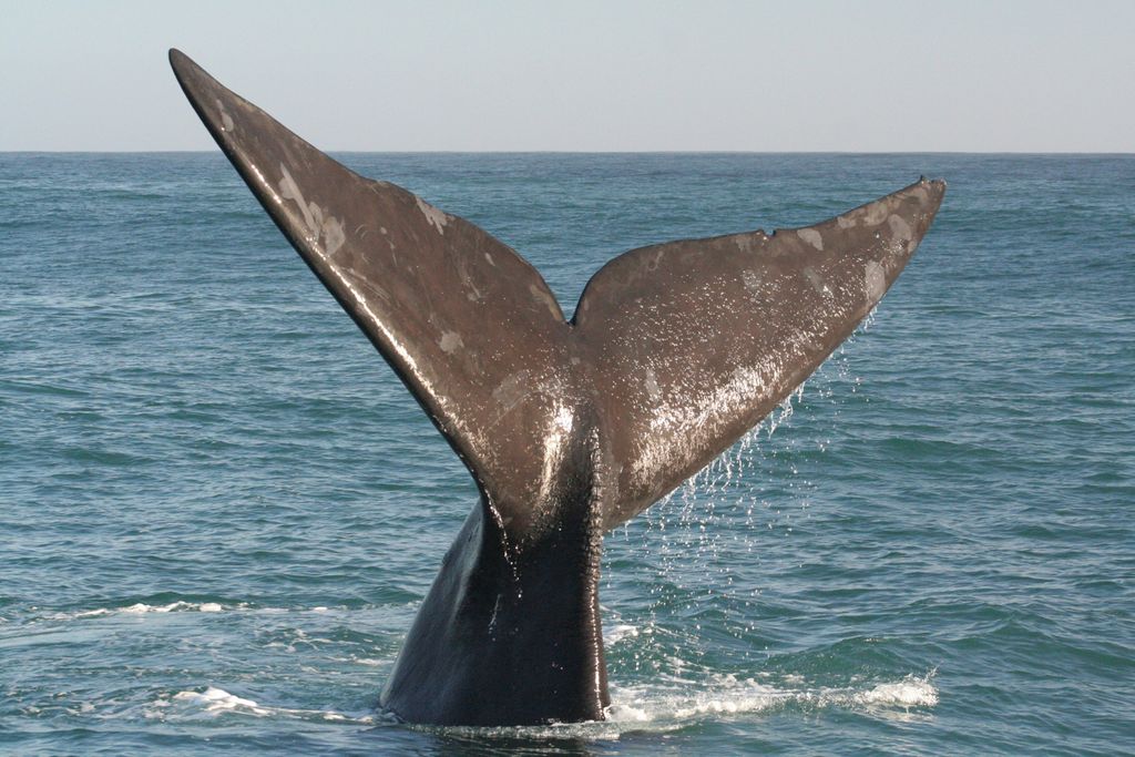 Whale watching in victor harbor