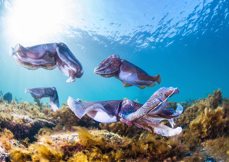 image of famous cuttlefish clusters in Whyalla 