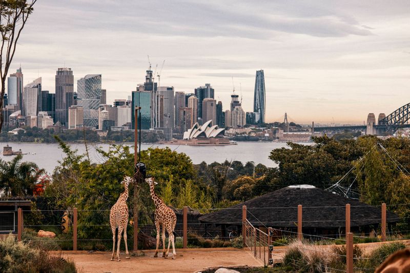 giraffes at Taronga Zoo Sydney
