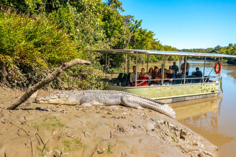 Proserpine crocodile safari