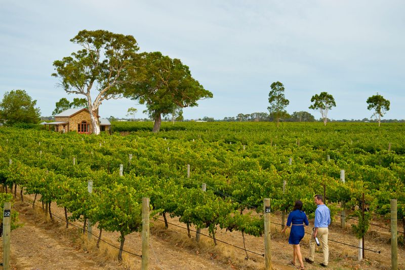 winery Coonawarra
